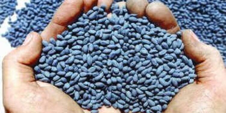 मान्यतानसलेल्या बीजी- 3 बियाण्याची लागवड करू नये कृषीविभागाचे आवाहन