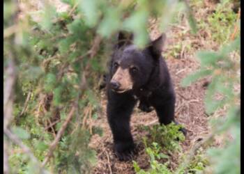 рдЬрд│рдЧрд╛рд╡ рд╡рдирд╡рд┐рднрд╛рдЧ рдЕрдВрддрд░реНрдЧрдд рдЕрд╕реНрд╡рд▓рдЪреА рдЕрд╡рдпрд╡ рддрд╕реНрдХрд░реАрд╕рд╛рдареА рд╢рд┐рдХрд╛рд░? рдорд╛рджреА рдЕрд╕реНрд╡рд▓ рдореГрдд рдЕрд╡рд╕реНрдереЗрдд рдирдЦреЗ рд╡ рджрд╛рддрд╛рд╡рд┐рдирд╛ рдЖрдврд│рд▓реЗ
