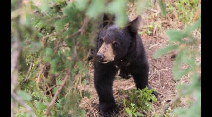 जळगाव वनविभाग अंतर्गत अस्वलची अवयव तस्करीसाठी शिकार? मादी अस्वल मृत अवस्थेत नखे व दाताविना आढळले