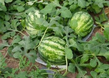 कमी गुंतवणूकीत अधिक पैसे कमावण्याची संधी, जाणून घ्या टरबुज लागवडीबाबत