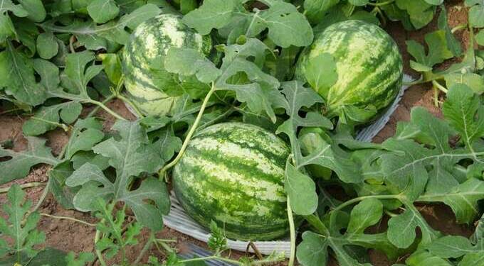कमी गुंतवणूकीत अधिक पैसे कमावण्याची संधी, जाणून घ्या टरबुज लागवडीबाबत