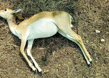 बाळापूर : काळवीट शिकारप्रकरणी पाच आरोपींना वनकोठडी