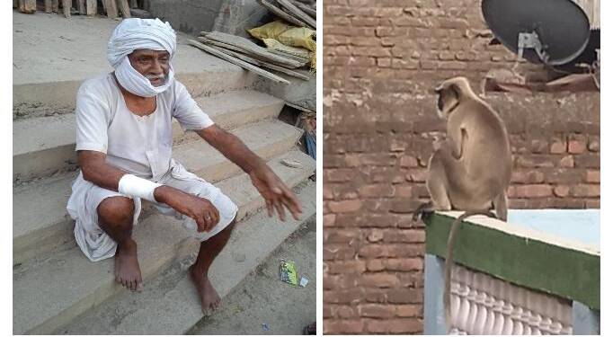 हिवरखेड वासीयांच्या चिंतेत भर “त्या” काळ्या माकडामुळे संपूर्ण शहरवासी धास्तावले