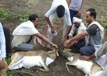 ठिबक सिंचनच्या नळ्यांमधे अडकलेल्या दोन वन्यप्राणी काळविटास  सुरक्षित रेस्क्यू करून जीवनदान