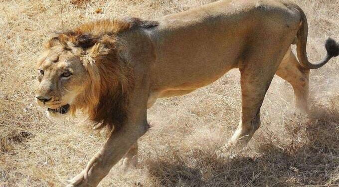 कोरोनाने प्राण्यांनाही घेरले! हैदराबादमधील ८ आशियाई सिंहांना लागण, देशातील पहिलीच घटना