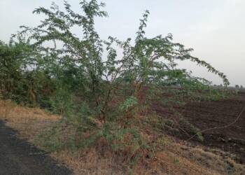 рдЪрд╛рдВрджрдЦреЗрдб рд░рд╕реНрддреНрдпрд╛рд╡рд░реАрд▓ рдХрд╛рдЯреНрдпрд╛ рдПрдЦрд╛рджрд╛ рдореЗрд▓реНрдпрд╛рд╡рд░ рддреЛрдбрддреАрд▓ рдХрд╛ рдкреНрд░рд╣рд╛рд░ рдХрд╛рд░реНрдпрдХрд░реНрддреЗ рддреЗрдЬрд╕ рдЧрдгреЗрд╢рдкреБрд░реЗ рдЪрд╛ рдкреНрд░рд╢рд╛рд╕рдирд╛рд▓рд╛ рдЬрд╛рдм