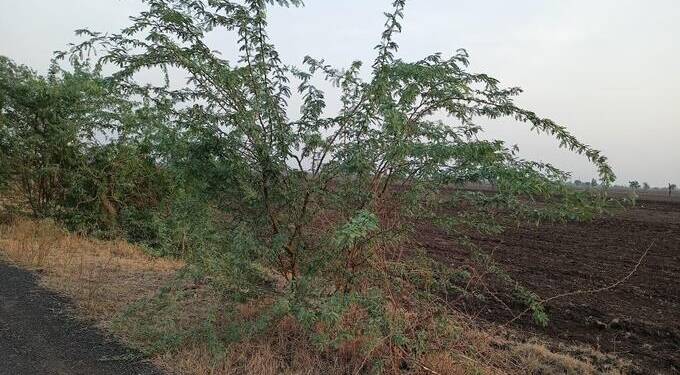 चांदखेड रस्त्यावरील काट्या एखादा मेल्यावर तोडतील का प्रहार कार्यकर्ते तेजस गणेशपुरे चा प्रशासनाला जाब