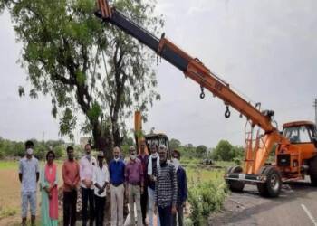 Tree plantation