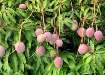 मनरेगाअंतर्गत कृषी विभागाच्या योजनांचा लाभ घ्यावा