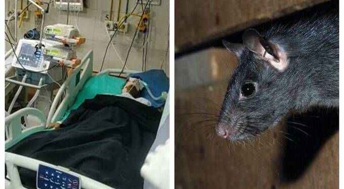 ICU मध्ये असलेला तरुण युवकाचा उंदराने डाेळा कुरतडल्याने मृत्यू