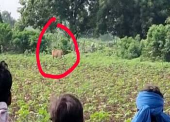 рд╡рд╛рдбреЗрдЧрд╛рд╡рд╛рдд рд╡рд╛рдШреЛрдмрд╛рдЪ рджрд░реНрд╢рди! рдирд╛рдЧрд░рд┐рдХрд╛рдВрдордзреНрдпреЗ рднреАрддреАрдЪ рд╡рд╛рддрд╛рд╡рд░рдг