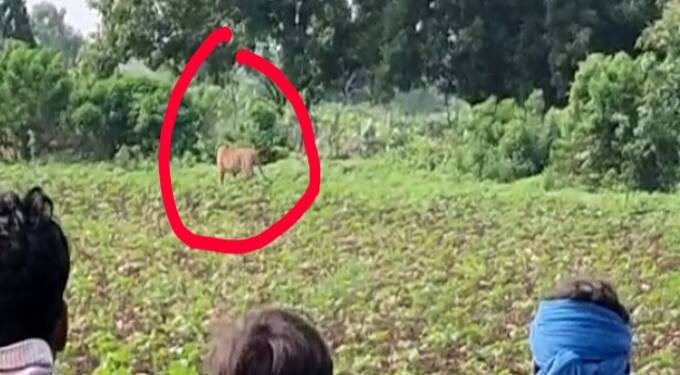 वाडेगावात वाघोबाच दर्शन! नागरिकांमध्ये भीतीच वातावरण