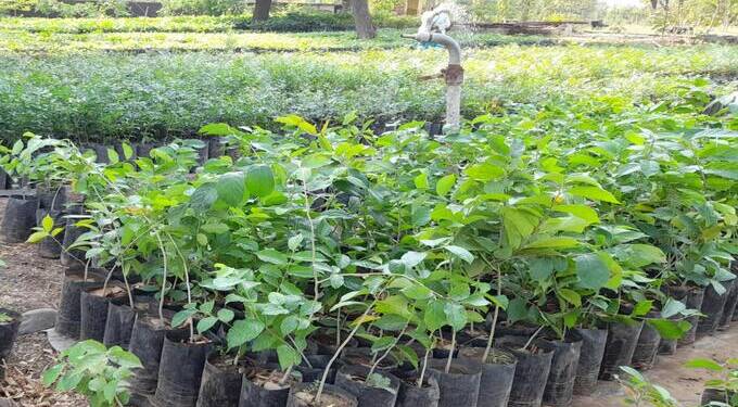 Tree plantation