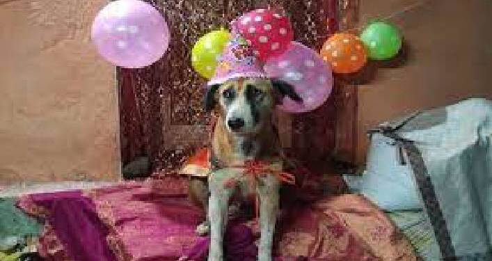 पद्मश्री राहीबाई पोपेरे यांच्या घरी साजरा झाला आगळावेगळा वाढदिवस