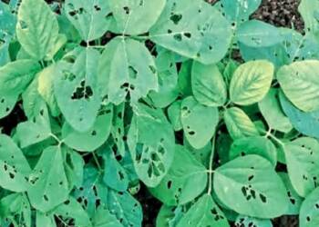 рд╕реЛрдпрд╛рдмреАрдирд╡рд░реАрд▓ рдорд░реБрдХрд╛ рдЕрд│реАрдЪреЗ рд╡реНрдпрд╡рд╕реНрдерд╛рдкрди