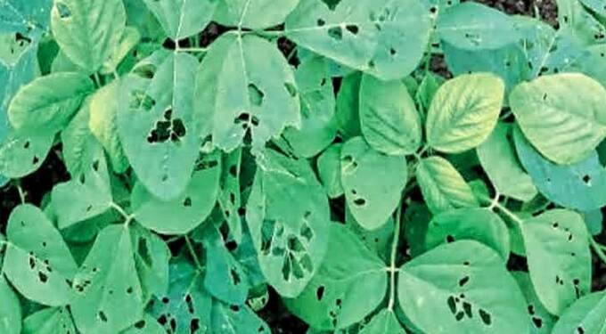 सोयाबीनवरील मरुका अळीचे व्यवस्थापन