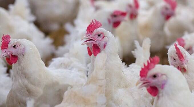 Poultry farming