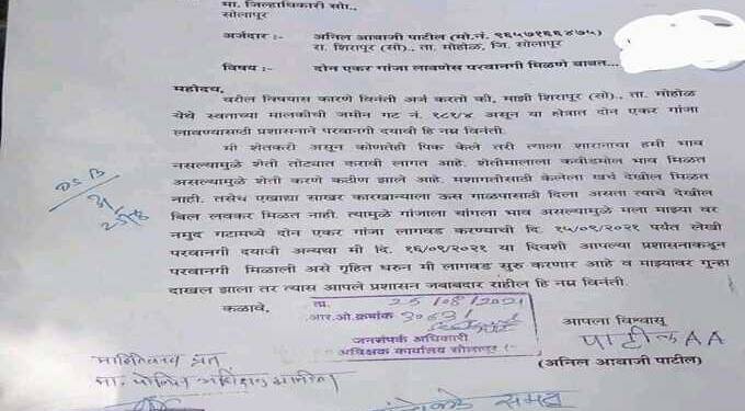 पठयाने चक्क गाज्याची शेती करण्यासाठी मागितली