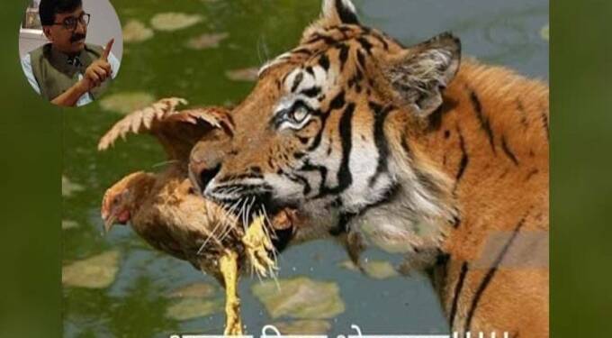 संजय राऊतांनी नारायण राणेंना कोंबडीवरून डिवचले!