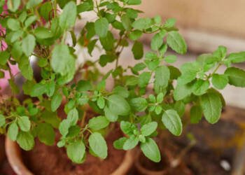 рддреБрд│рд╢реАрдЪреА рдкрд╛рдиреЗ рд╡рдЬрди рдШрдЯрд╡рдгреНрдпрд╛рд╕рд╛рдареА рд░рд╛рдордмрд╛рдг! рдЪрд░рдмреА рдЕрдХреНрд╖рд░рд╢: рд╡рд┐рд░рдШрд│рддреЗ, ‘рд╣реЗ’ рдЧрдВрднреАрд░ рдЖрдЬрд╛рд░рд╣реА рд░рд╛рд╣рддрд╛рдд рджреВрд░