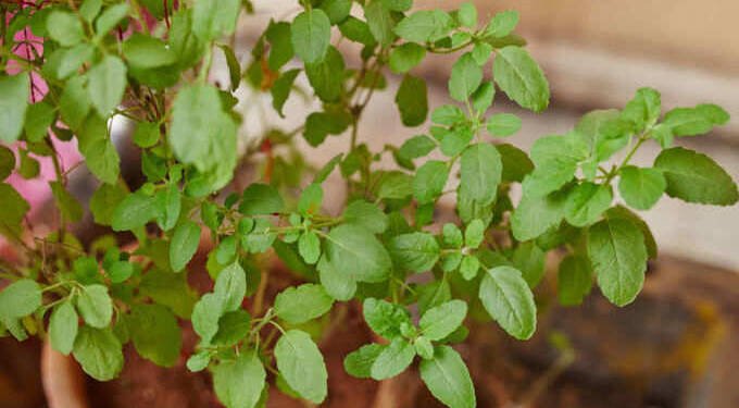 तुळशीची पाने वजन घटवण्यासाठी रामबाण! चरबी अक्षरश: विरघळते, ‘हे’ गंभीर आजारही राहतात दूर