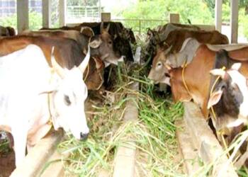 जिल्हा प्राणी क्लेष प्रतिबंधक समितीची सभा