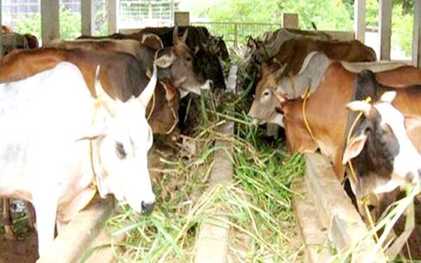 जिल्हा प्राणी क्लेष प्रतिबंधक समितीची सभा