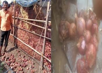 नाशिक पाऊस : दीडशे क्विंटल कांद्यासह गहू भिजला, ४ लाखांचे नुकसान