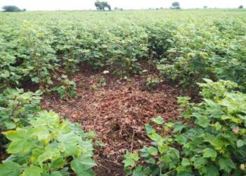 टाकळी बु. परिसरात वन्यप्राण्याचा हैदोस, नुकसानामुळे शेतकरी झाला हवालदिल