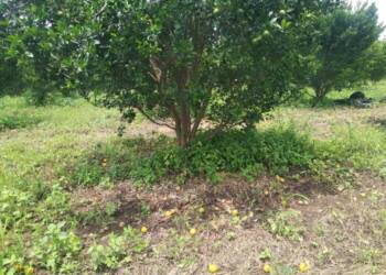 рд╕рдВрддреНрд░реНрдпрд╛рдЪреНрдпрд╛ рдЖрдВрдмрд┐рдпрд╛ рдмрд╣рд╛рд░рд╛рд▓рд╛ рд▓рд╛рдЧрд▓реА рдЧрд│рддреА рднрд╛рд╡ рдирд╕рд▓реНрдпрд╛рдиреЗ рд╢реЗрддрдХрд░реА рд╣рд╡рд╛рд▓рджрд┐рд▓,рд╕рдирд╛рд╕реБрджрд┐рдЪреНрдпрд╛ рддреЛрдВрдбрд╛рд╡рд░ рд╢реЗрддрдХрд▒реНрдпрд╛рдЪреА рдЭреЛрд│реА рд░реАрдХрд╛рдореА рд░рд╣рд╛рдгрд╛рд░….