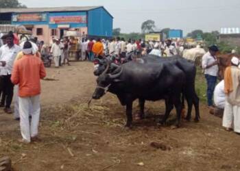 गुरांचा आठवडी बाजार अटीशर्तीसह सुरु; जिल्हाधिकारी निमा अरोरा यांचे आदेश