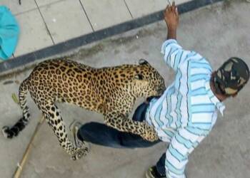 वर्धा:रुग्णालय परिसरात बिबट्या आढळल्याने खळबळ, वनविभागाकडून रेस्क्यू ऑपरेशन सुरू