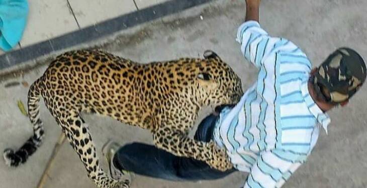 वर्धा:रुग्णालय परिसरात बिबट्या आढळल्याने खळबळ, वनविभागाकडून रेस्क्यू ऑपरेशन सुरू