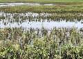 rain-affected-farmers
