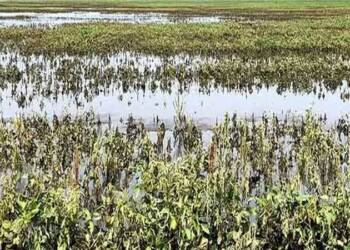 rain-affected-farmers