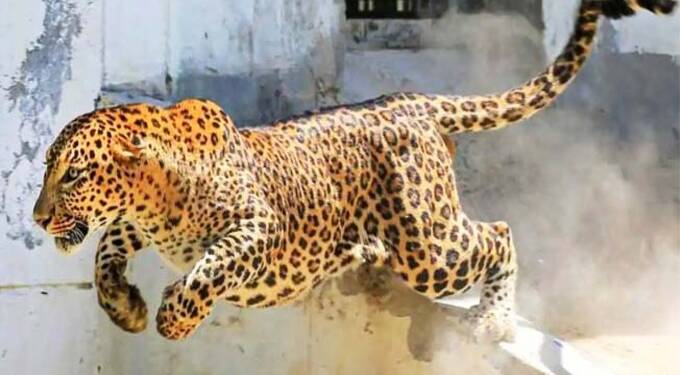 Leopard-Attack