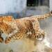 Leopard-Attack