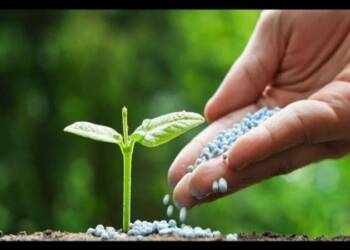 डीएपी खताऐवजी पर्यायी संयुक्त खताचा वापर करा; कृषि विभागाचे आवाहन