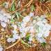 Hailstrom