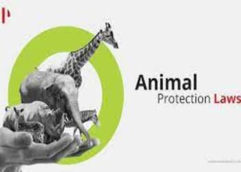 Animals Protection Laws
