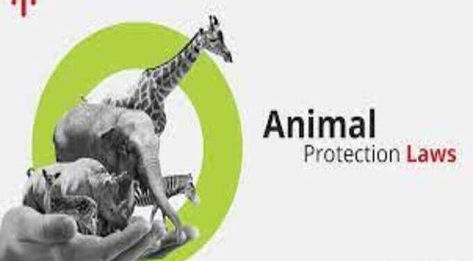 Animals Protection Laws