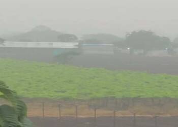 grapses nashik