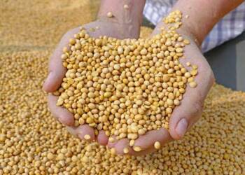 सोयाबीनच्या दरात चढ-उतार कायम, तुरीची आवक होण्यापूर्वीच शेतकऱ्यांमध्ये धास्ती
