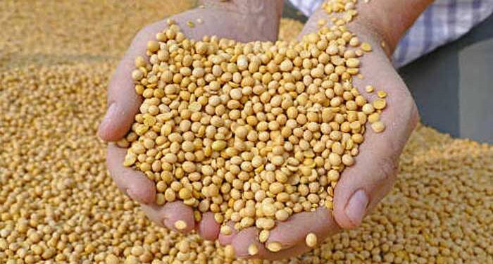 सोयाबीनच्या दरात चढ-उतार कायम, तुरीची आवक होण्यापूर्वीच शेतकऱ्यांमध्ये धास्ती