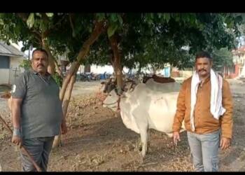 हिवरखेड ठाणेदारांनी केली दबंग कारवाई,१२ गुरांना जीवनदान,