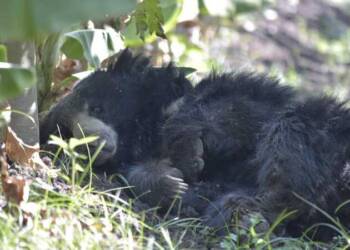 हिवरखेड परिसरात केळीच्या शेतात भल्या मोठ्या अस्वलाचे ठाण