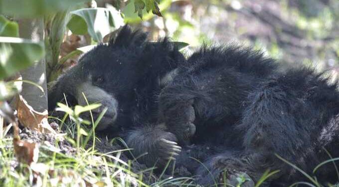 हिवरखेड परिसरात केळीच्या शेतात भल्या मोठ्या अस्वलाचे ठाण