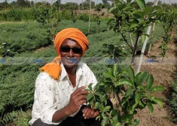 рдЕрдХреЛрд▓реНрдпрд╛рдЪреНрдпрд╛ рдорд╛рддреАрдд рд░реБрдЬрд▓реЗ тАШрд╕рдлрд░рдЪрдВрджтАЩ, рджреЗрдКрд│рдЧрд╛рд╡рдЪреНрдпрд╛ рдЬрд┐рдЧрд░рдмрд╛рдЬ рд╢реЗрддрдХрд▒реНрдпрд╛рдЪрд╛ рдзрд╛рдбрд╕реА рдкреНрд░рдпреЛрдЧ; рдЬреИрд╡рд┐рдХ рдкрджреНрдзрддреАрдиреЗ рд╕рдВрдЧреЛрдкрди