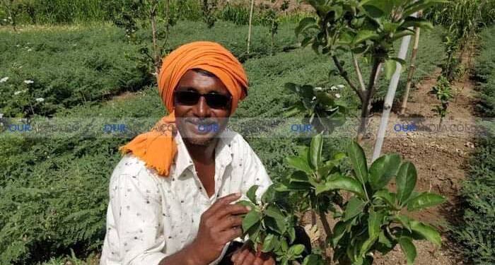 अकोल्याच्या मातीत रुजले ‘सफरचंद’, देऊळगावच्या जिगरबाज शेतकऱ्याचा धाडसी प्रयोग; जैविक पद्धतीने संगोपन