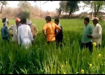 दानापुर परिसरात बिबट्याचे दर्शन शेतकरी व शेतमजुरांमध्ये भीतीचे वातावरण